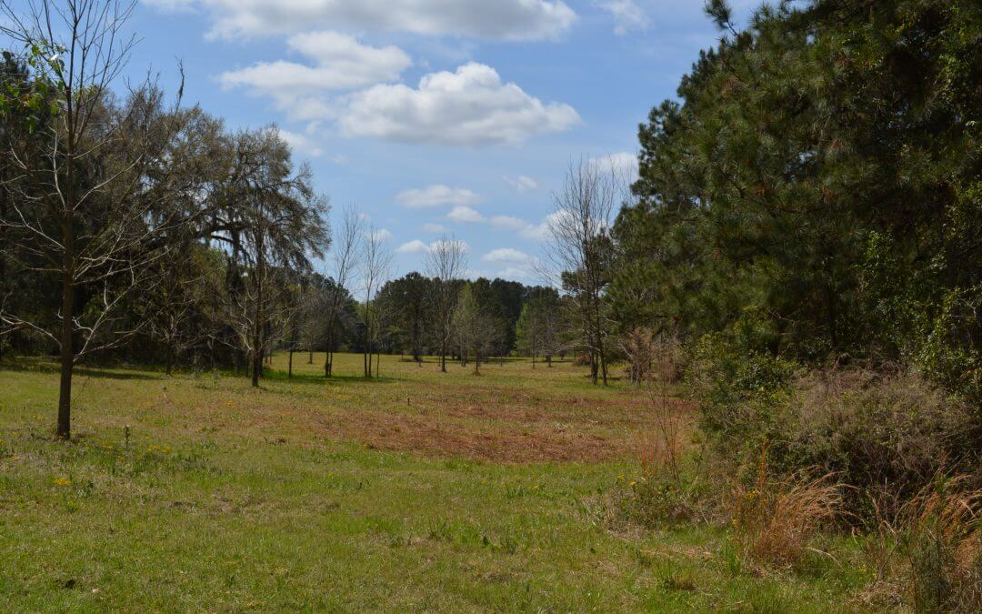 Liberty Oaks