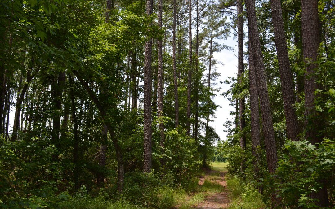 The Haskell Tract (351 acres in South Carolina)