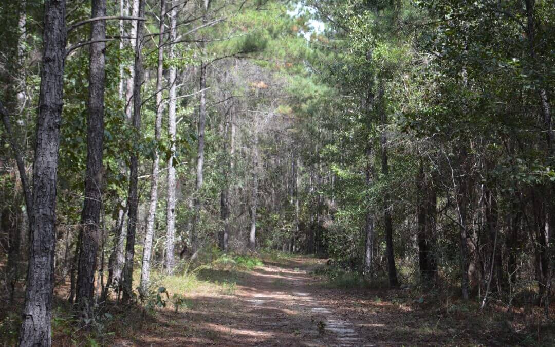 Rolling Hills, 320 Acres in Screven County