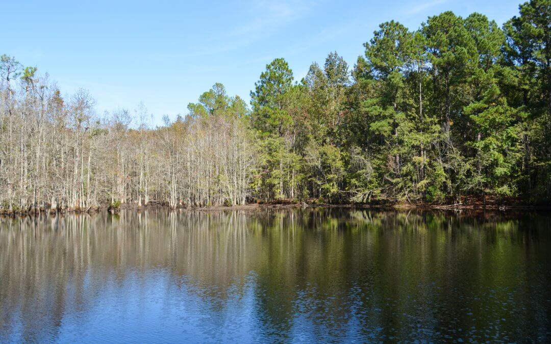 Hidden Pond